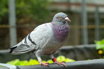 Homing pigeon. close up of full body of speed racing pigeon bird with banding leg ring. Dove bird on Vegetable patch, raised bed with vegetables plants in garden