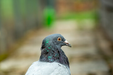 Homing pigeon. close up of full body of speed racing pigeon bird with banding leg ring. Dove bird on pathway in garden