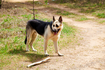 Atypical white Dog German Shepherd in a forest in a summer, spring or autumn day. Albino with white and black fur