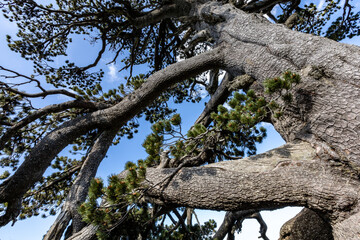 the majestic Pino Loricato (Bosnian pine) called  Patriarca (patriarch) due to its millennial age in the Pollino National Park. Pinus heldreichii or Pinus leucodermis. Calabria and Basilicata, Italy