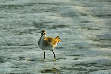 A Willet wading in the Atlantic Ocean at sunrise