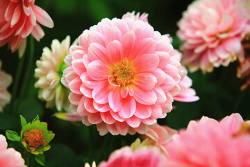 colorful Dahlia flowers close-up,beautiful pink with white flowers blooming in the garden 
