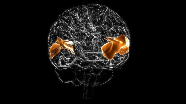 Brain Posterior part of right superior temporal gyrus Anatomy For Medical Concept 3D Animation