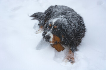Bernese mountain dog lies in the snow