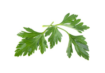 fresh green parsley leaves isolated on white background