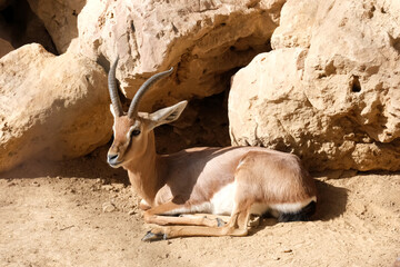 The common gazelle (Latin - Gazella gazella) resting next to the stones