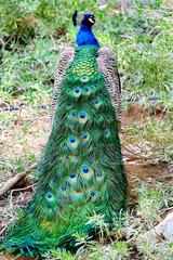 Obraz premium Indian peacock (Pavo cristatus) sits with its back to the camera