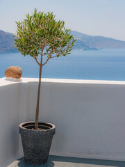 Santorini Potted Olive Tree - obrazy, fototapety, plakaty