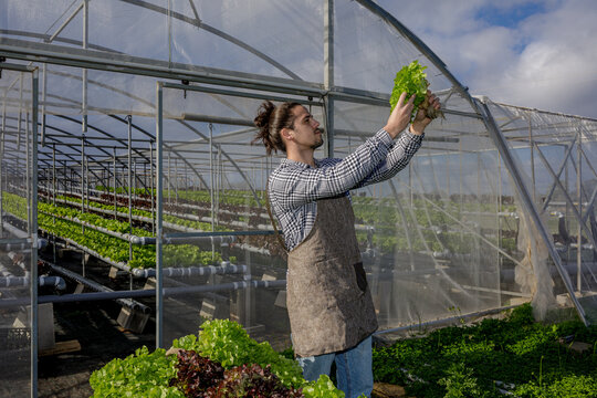 Gardener with lettuce seedlings near greenhouse