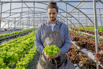 Man farmer with lettuce leaves in hothouse