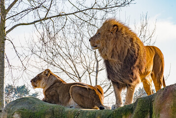 Le roi de la jungle