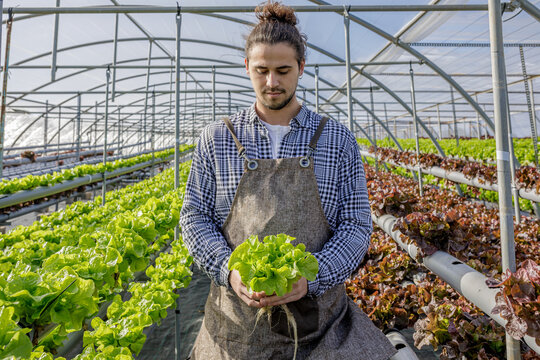 Man farmer with lettuce leaves in hothouse
