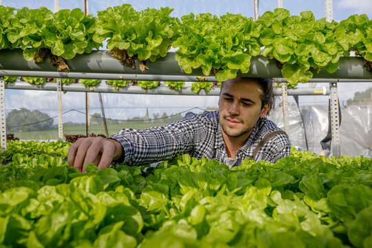 Gardener checking lettuce seedling in greenhouse