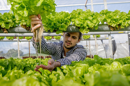 Gardener showing seedling of green lettuce in greenhouse
