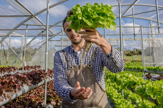 Gardener showing seedling of green lettuce in greenhouse
