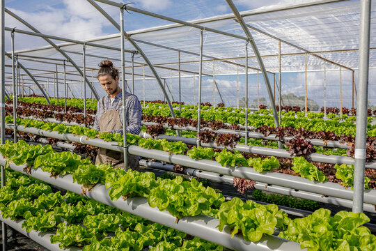 Man in apron working in hydroponic greenhouse producing lettuce