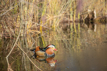 Mandarin duck drake (Aix galericulata) swimming near the shore overgrown with reeds.