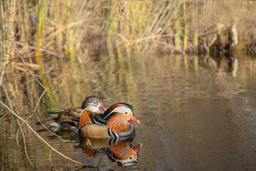 Couple of mandarin ducks (Aix galericulata) swimming on a lake. Shore with reeds in background.