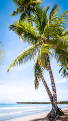 Plakat Caribbean beach with palm trees in Dominican Republic