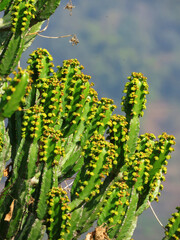 Fototapeta premium Cactus on isolated background. green cactus isolated.