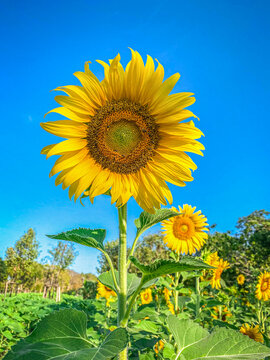 sunflower field in the summer with blue sky