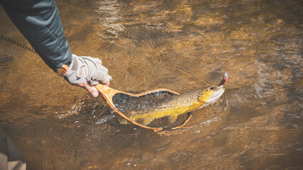 Beautiful trout in a fishing net.