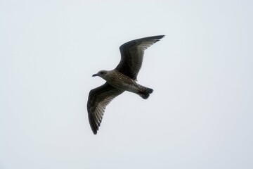 seagull in flight on cloudy day spreaded wings