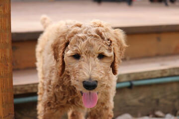 Goldendoodle