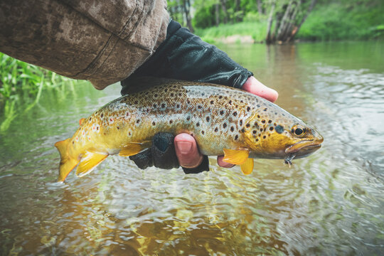 Beautiful trout in the hands of the angler. Principle caught and released.