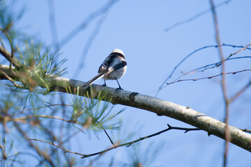 Obraz premium Rearview of a long-tailed tit bird sitting on a twig