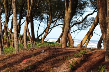 The beauty of the trees on top of the sand dunes at the entrance to the beach.