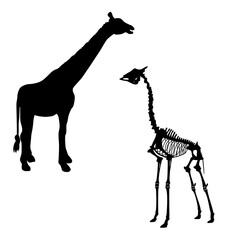silhouette and skeleton of a giraffe