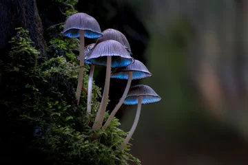 Fotobehang mushroom in the forest © Karim