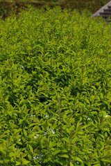 花壇の下野の若葉