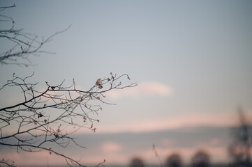 White snow on a bare tree branches on a frosty winter day, close up. Natural background. Nature background.