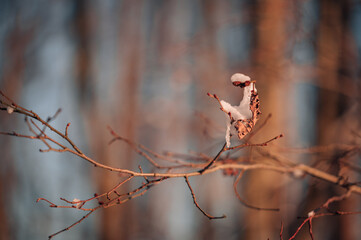 White snow on a bare tree branches on a frosty winter day, close up. Natural background. Nature background.