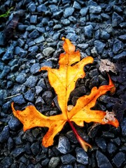 black stones orange leaf contrast macro nature autumn vibes