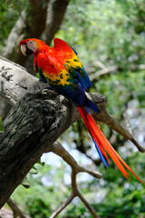 Macaw bird at zoo closeup