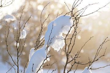 Travel concept with snow on mesquite tree in landscape at sunrise.