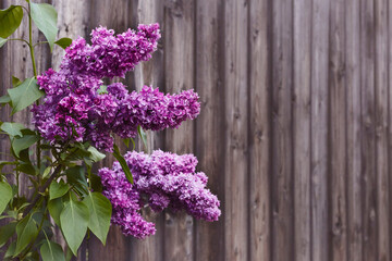 Fototapeta na wymiar Lilac Branch on Spring Background. Lilacs blooming on background of wooden fence. Copy space.