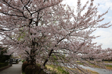 Naklejka premium 公園の満開の桜