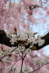 雨宝院境内の桜の花