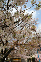 公園の満開の桜