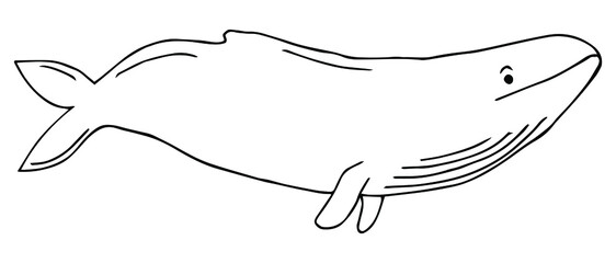 Collection hand drawn whales isolated on white background. Giant sea and ocean creatures. Coloring book page design for adults and kids