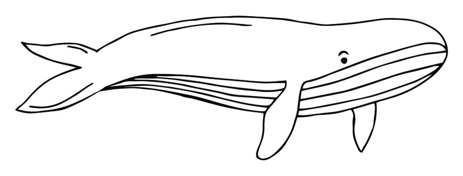 Collection hand drawn whales isolated on white background. Giant sea and ocean creatures. Coloring book page design for adults and kids