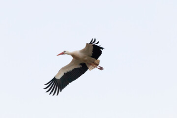 Cigueña blanca (ciconia ciconia) volando sobre un cielo blanco sin nubes