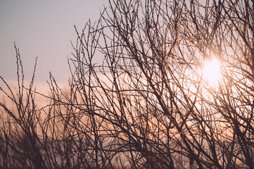 Tree branches in winter at sunset.