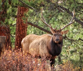 elk in park national park