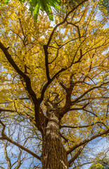 文京区　小石川植物園のイチョウ
