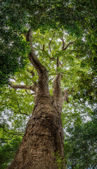 文京区　小石川植物園のクスノキ　巨大樹